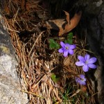 Leberblümchen, Bild: Petra Dirscherl / pixelio.de