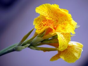 Canna – Indisches Blumenrohr