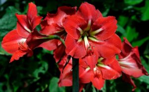 Amaryllis – Ritterstern