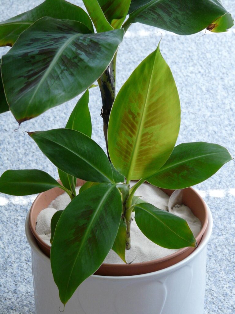 Bananenstaude im Topf