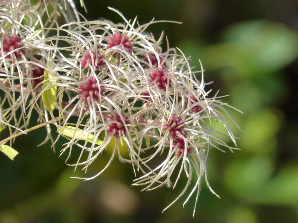 Clematisblüte