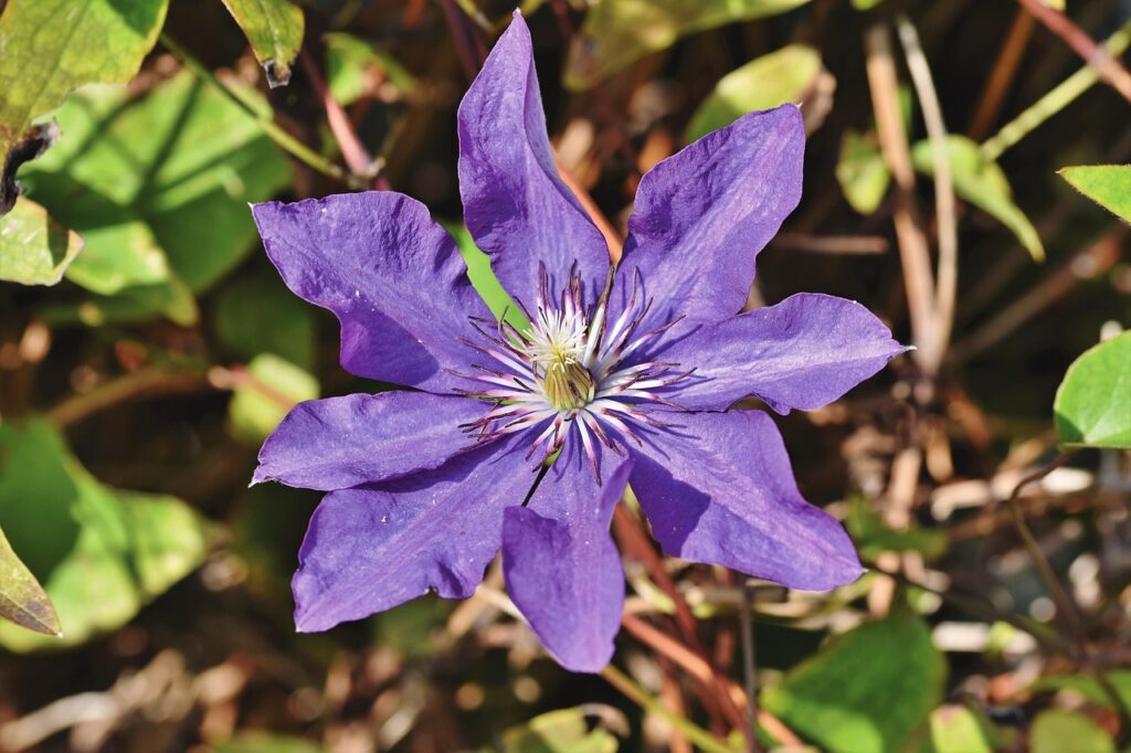 Clematisblüte