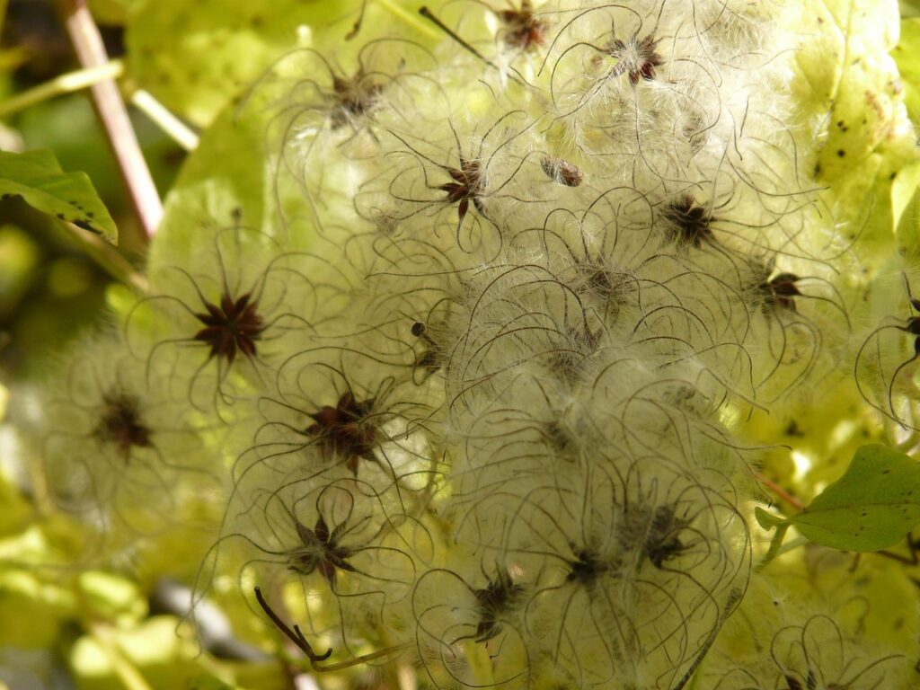 Clematisblüte