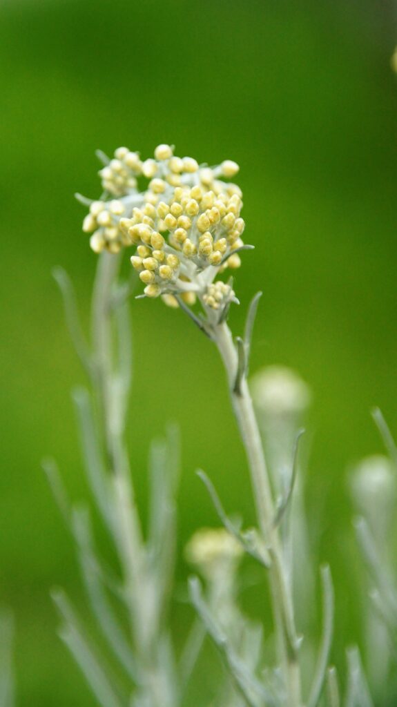Blüte des Currykraut
