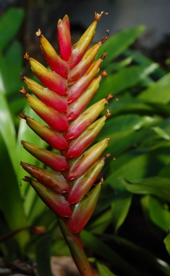 Bromelien pflegen: So kommt die Pflanze wieder zur Blte