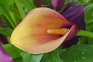 Calla