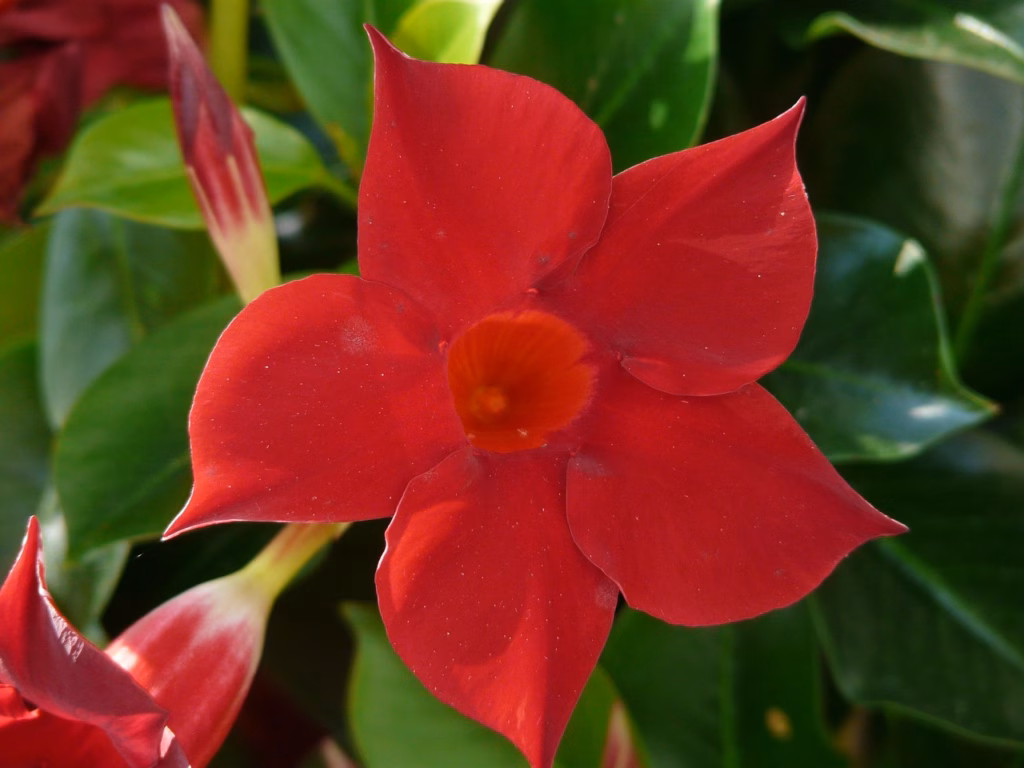 Dipladenia oder Mandevilla