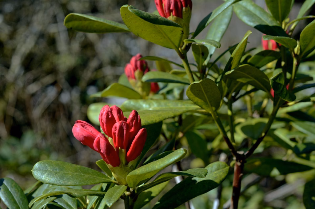 Blütenknospen bei einem rot blühenden Rhododendron