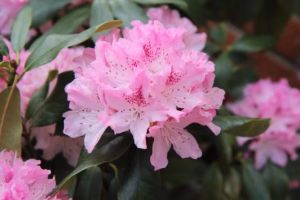 Rhododendron
