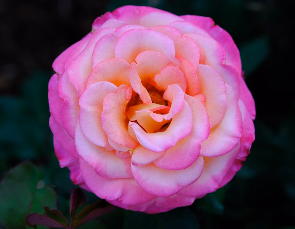 Harlekin Rose