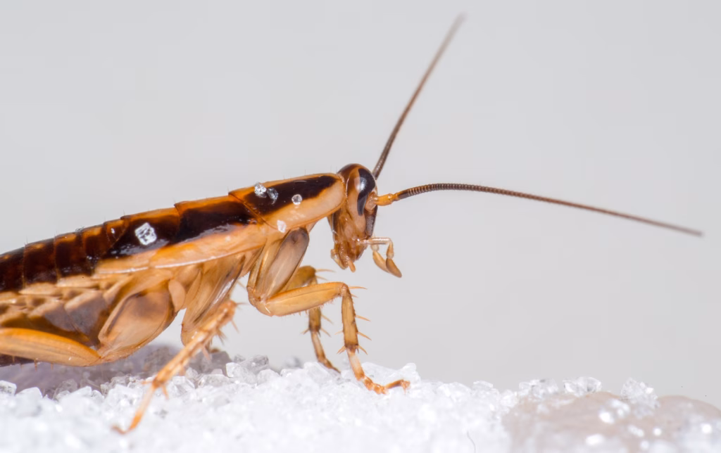 Deutsche Schabe (Blattella germanica)