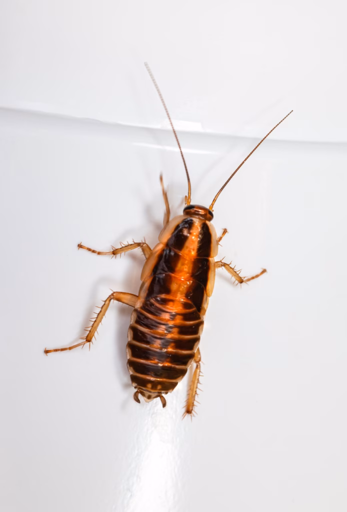 Deutsche Schabe (Blattella germanica)