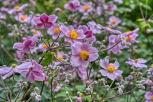 Anemone