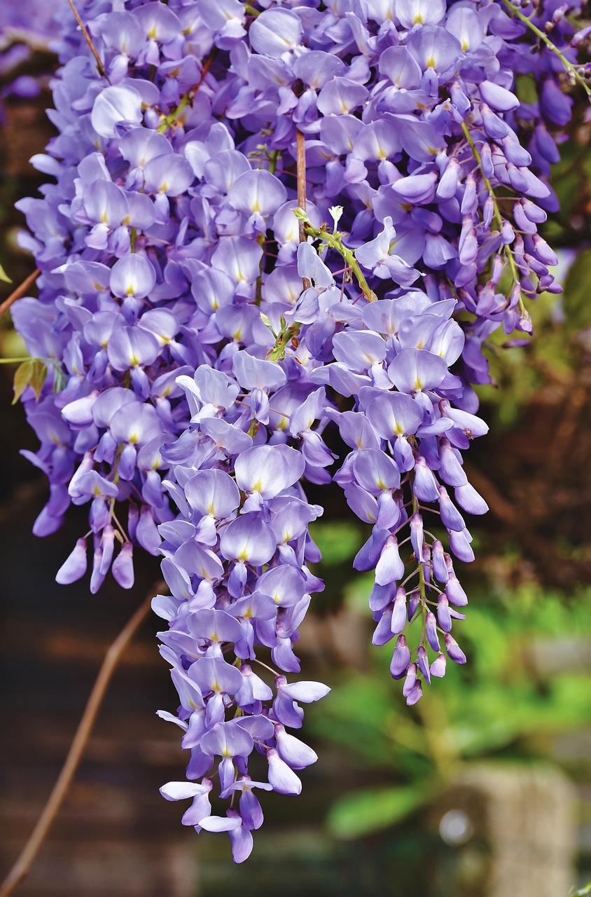 Blauregen (Wisteria): Pflanzen, Schneiden & Pflege