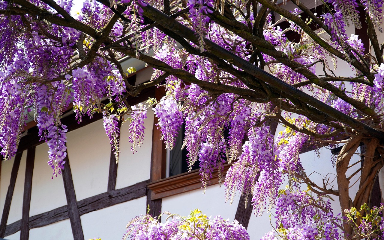 Blauregen (Wisteria): Pflanzen, Schneiden & Pflege