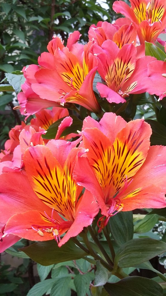 20190719_091243