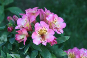 Alstroemeria