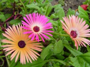 Mittagsblume – Dorotheanthus