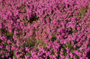 Winterheide