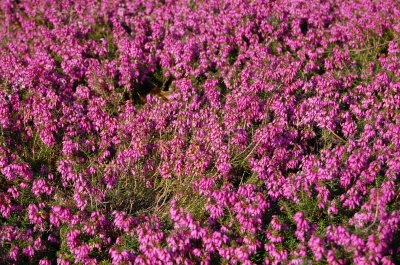 Winterheide