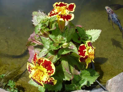Gauklerblume