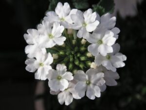 Verbene – Eisenkraut