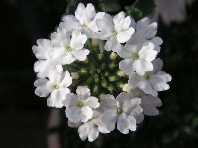 Verbene – Eisenkraut
