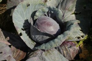 Rotkohl – Blaukraut