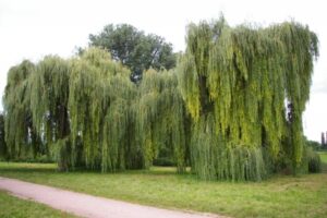 Trauerweide – Hängeweide