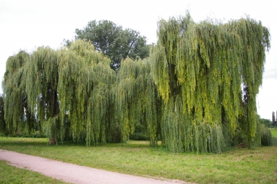 Trauerweide – Hängeweide
