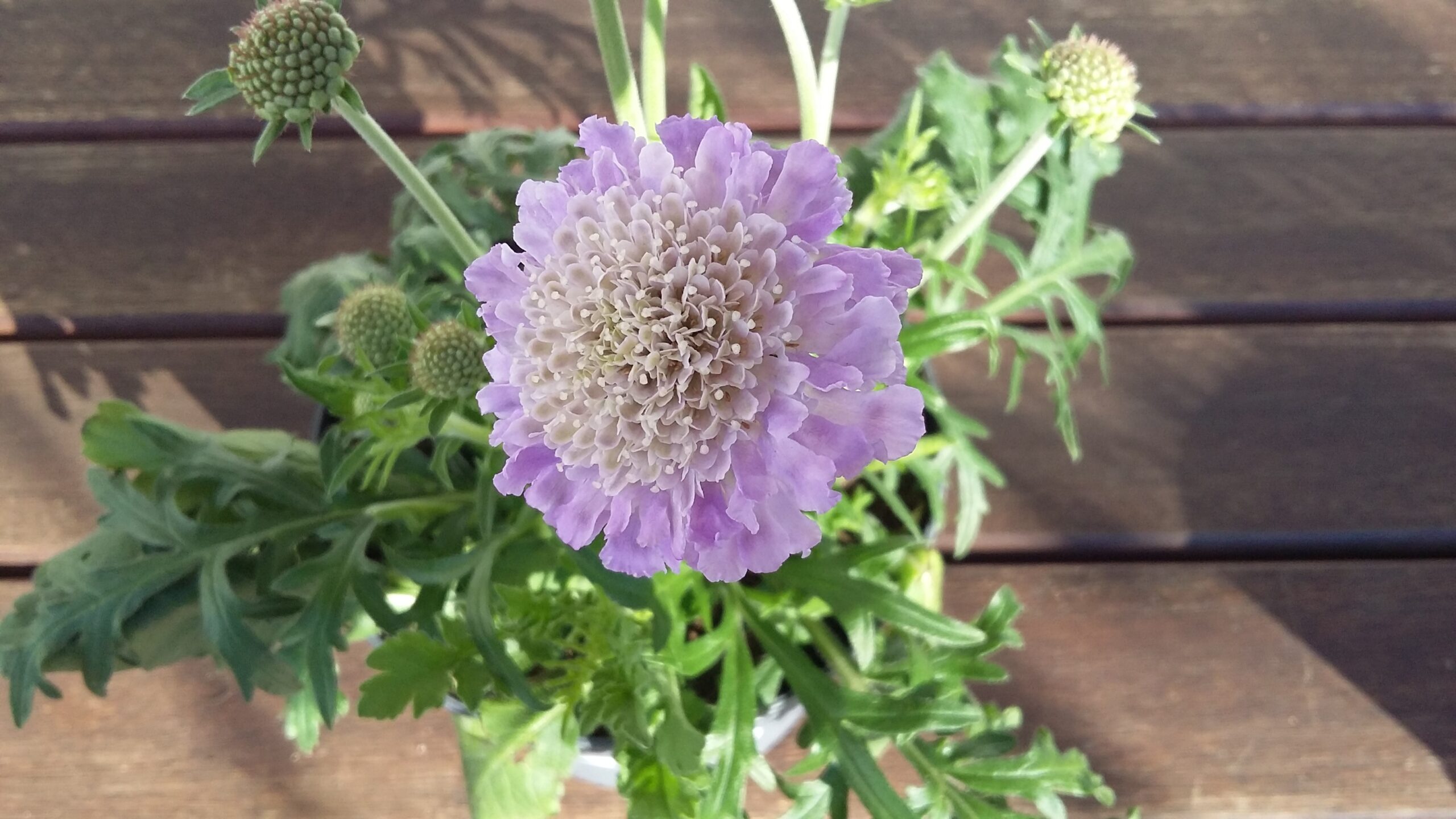 Scabiosa