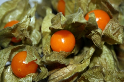 Physalis