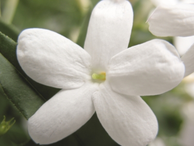 Jasmin