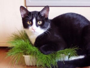 Katzengras