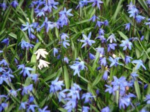 Blaustern
