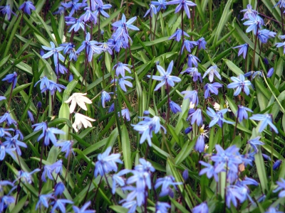 Blaustern