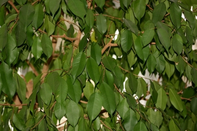 Ficus benjamina