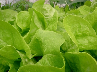 Schnittsalat