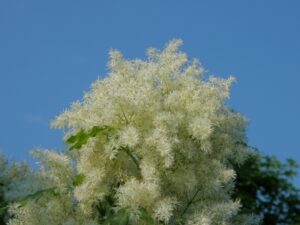 Gartenbäume, die dem Klimawandel trotzen: die Blumenesche