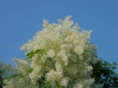 Gartenbäume, die dem Klimawandel trotzen: die Blumenesche