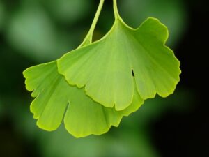 Gartenbäume, die dem Klimawandel trotzen: der Ginkgo