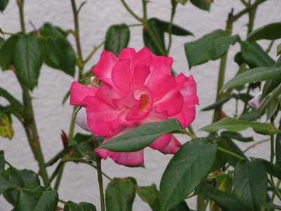 Harlekin Rose