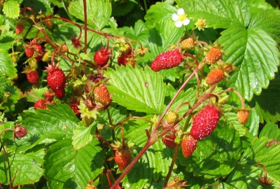 Monatserdbeere