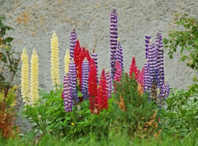 Lupine
