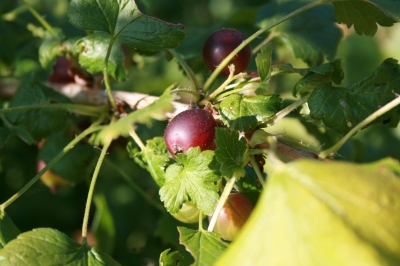 Jostabeere – Jochelbeere
