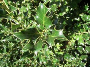 Ilex – Stechpalme