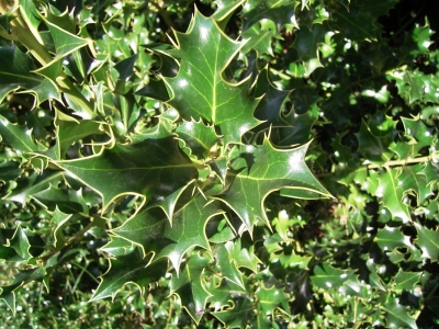 Ilex – Stechpalme