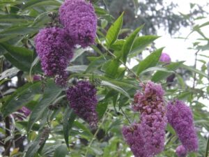 Sommerflieder