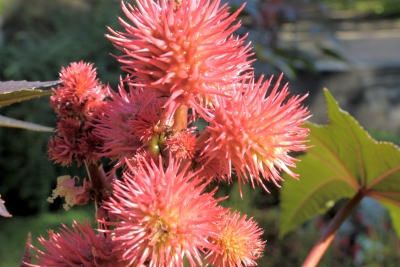 Rizinusbaum