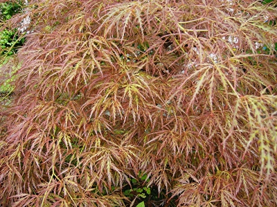 Fächerahorn – Japanischer Ahorn